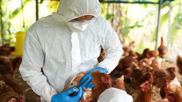Governo do RS confirma primeiro foco de gripe aviária no Estado em 2024