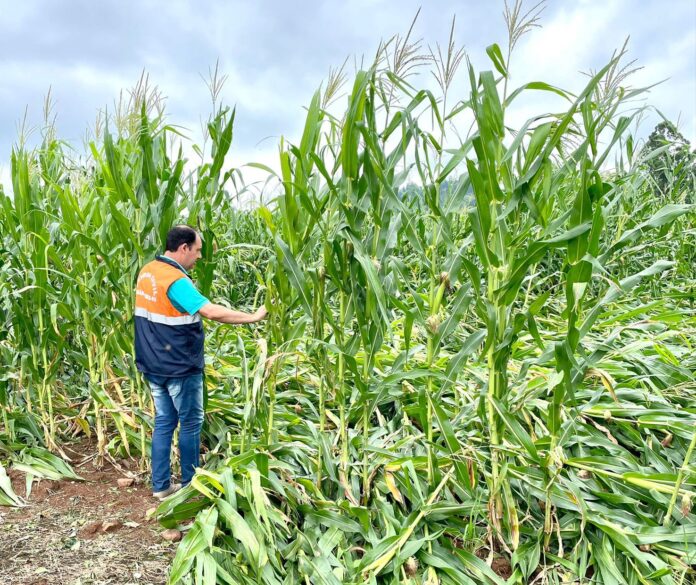 Secretaria de Desenvolvimento Rural de Venâncio Aires realiza levantamento de perdas na agricultura
