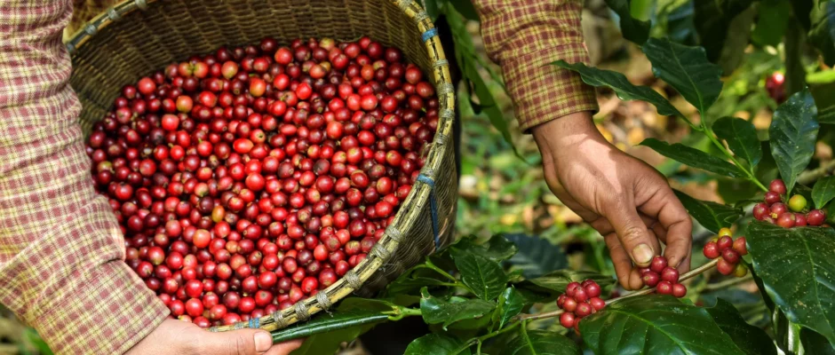 Colheita de café em Minas Gerais