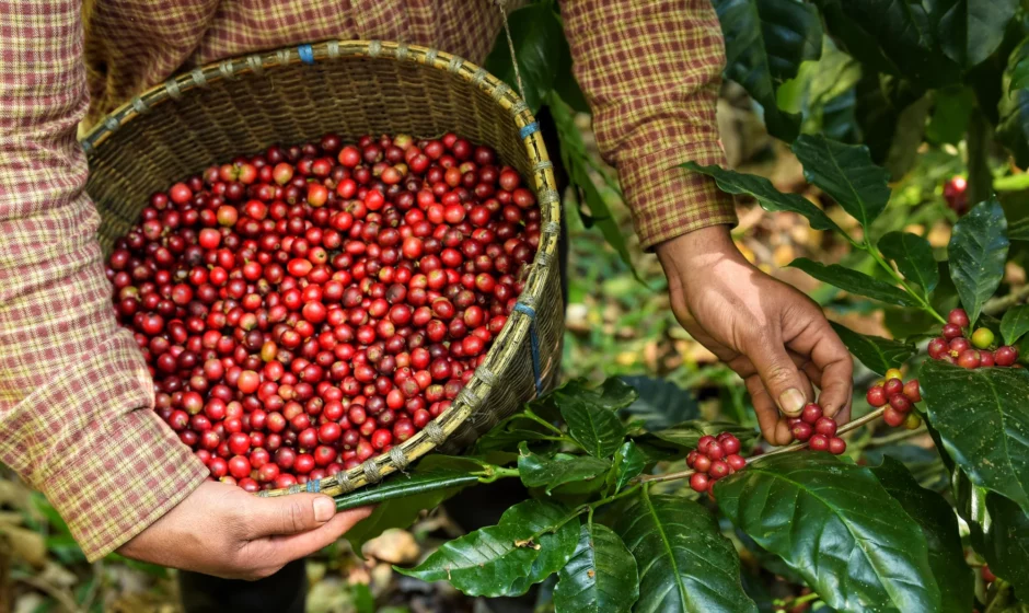 Colheita de café em Minas Gerais