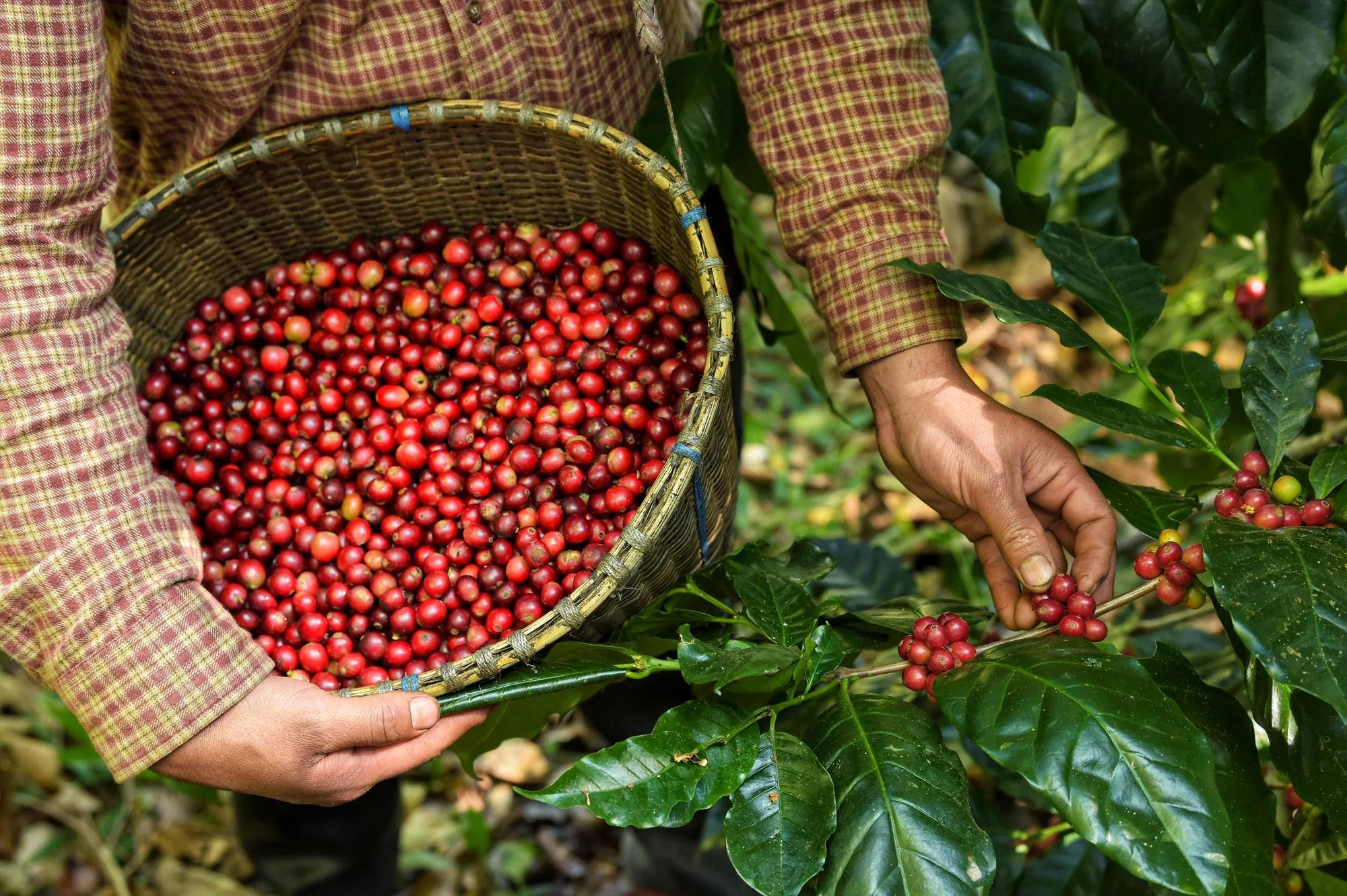 Falta de Chuvas em Minas Gerais Afeta Lavouras de Café em 2024